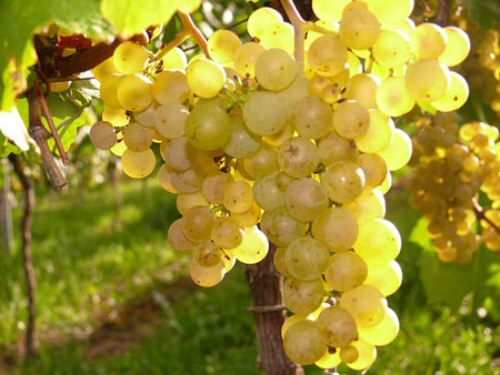 grapes-2-450